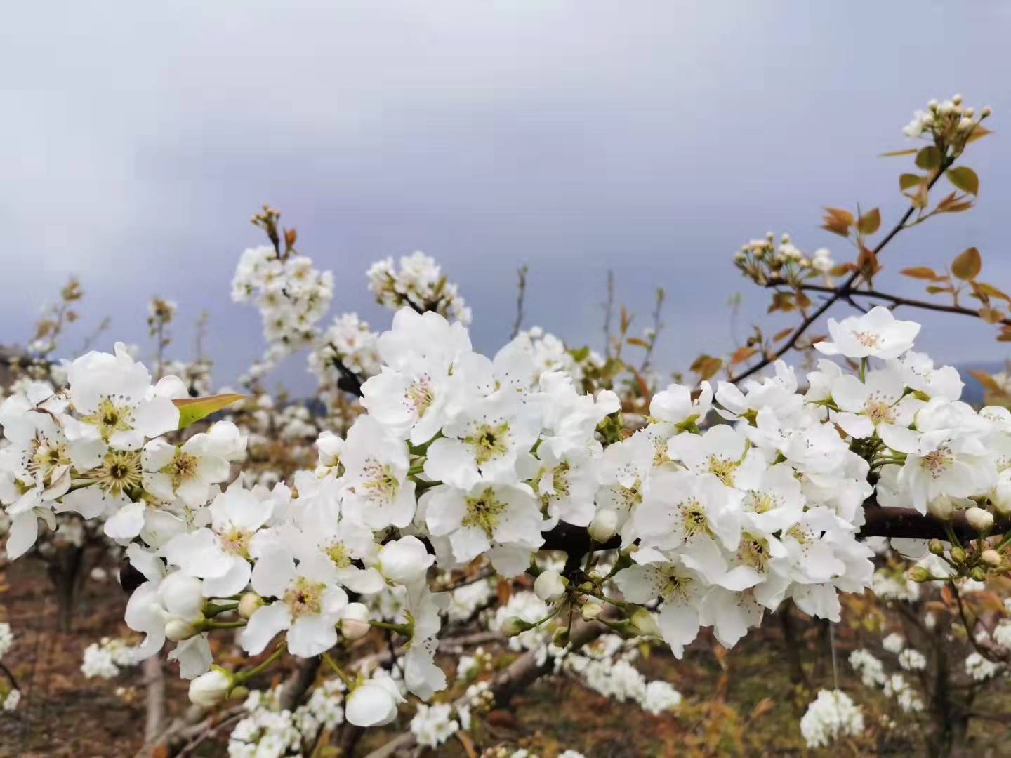 【流年·痕】梨花白，桃花紅（征文·散文）