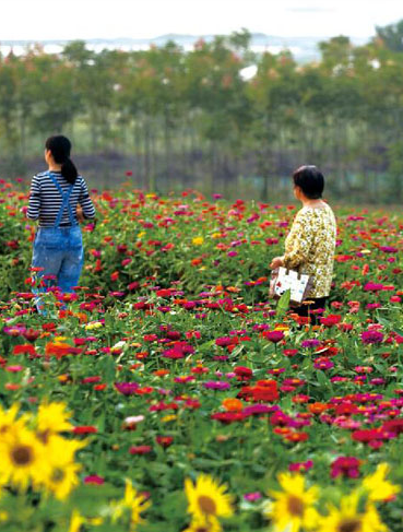 【菊韻】水煮向陽(yáng)湖（散文）