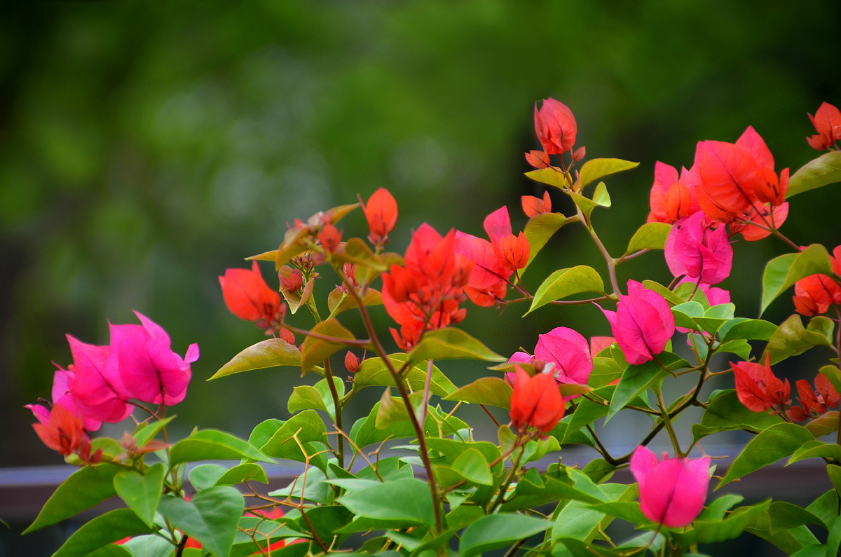 【寧靜·思】風(fēng)如約，花自開（散文）