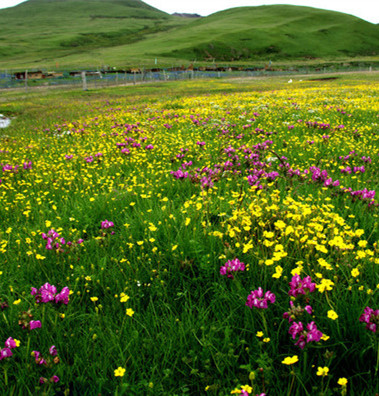 【時光】鮮花開遍淺夏的原野（散文）