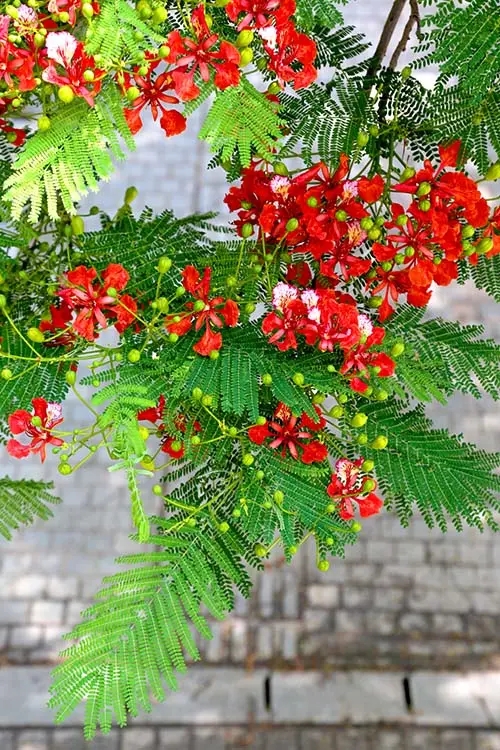 【鳳凰】鳳凰花開的鷺島，一個追花的女子（散文）