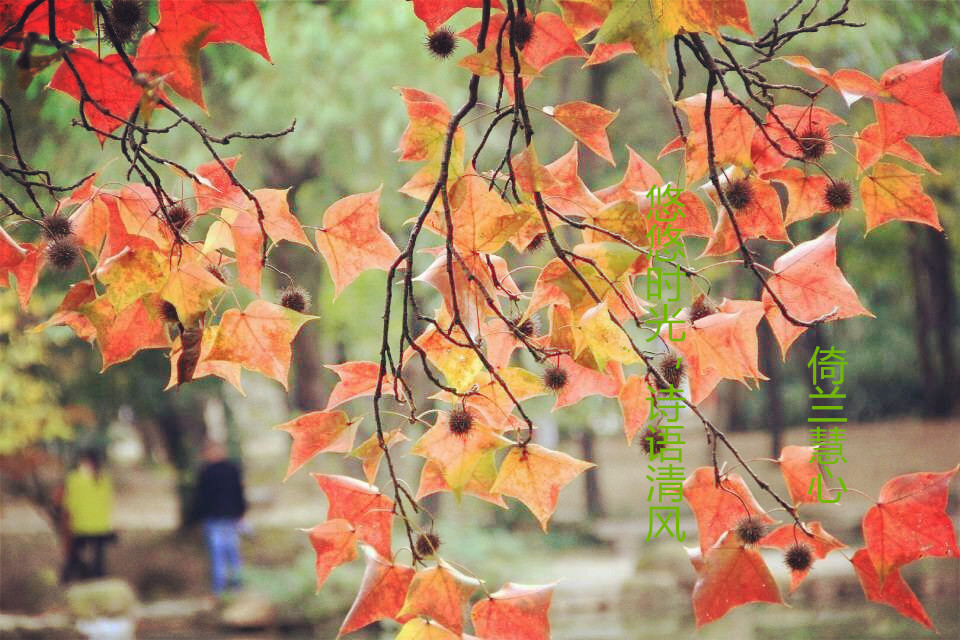 【天涯“紐薇蘭蜂蜜杯”征文】悠悠時(shí)光，詩(shī)語(yǔ)清風(fēng)（現(xiàn)代詩(shī)）