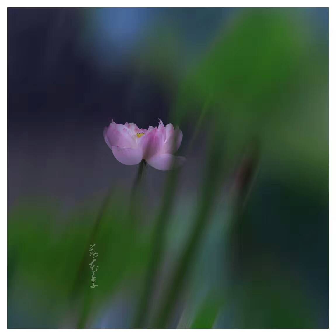 荷花季，下了一場雨