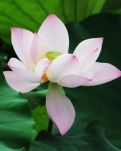 【星月】光陰如禪，淡然于心（散文）