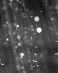 【西風】冬雨（散文）