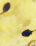 【曉荷·煙火】瞧！那群勇敢的小蝌蚪（散文）