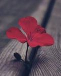 【曉荷·過往】我的小學時光：苦與樂的交織（散文）