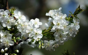 【吉祥】梨花盛開(kāi)的地方（散文）