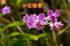 【寧?kù)o?夢(mèng)】護(hù)花老人（散文）