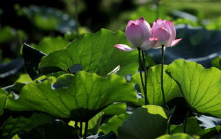 【八一】五絕?夏日賞蓮（古韻外十五首）