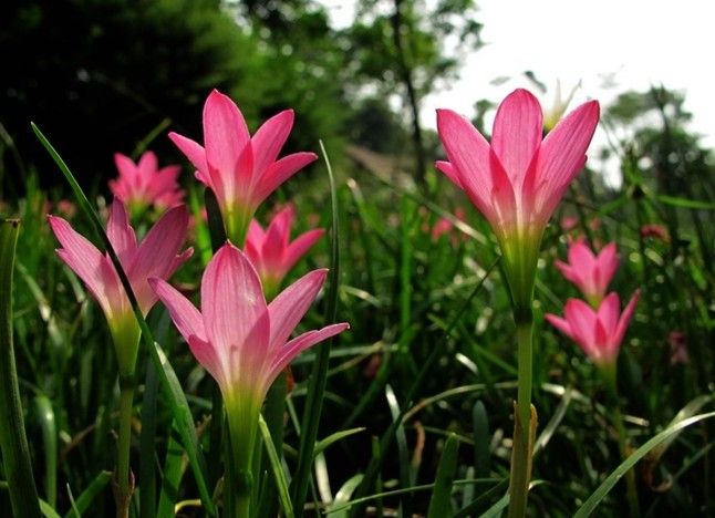 【荷塘“PK大獎(jiǎng)賽”】風(fēng)雨花，亮麗的雨后彩虹（散文）