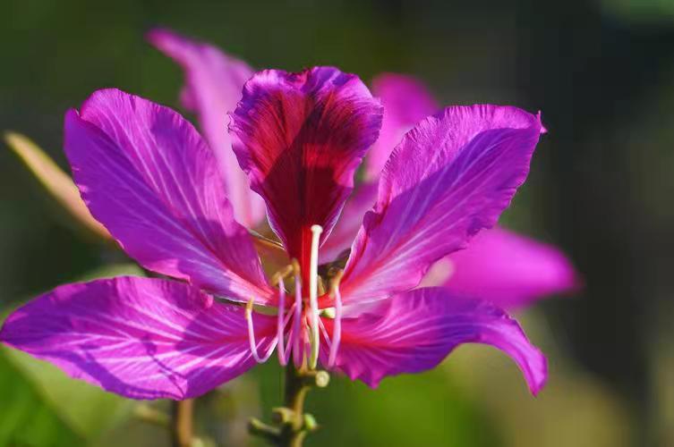 【流年·痕】遇見花開（征文·散文）