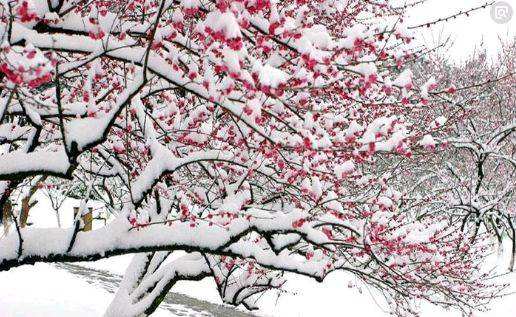 【鳳凰·舞】雪飏春聲，情到深處恨語淺（散文）