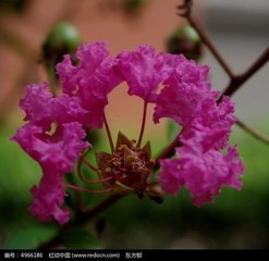 【丹楓】那年盛夏的雨季（詩組）