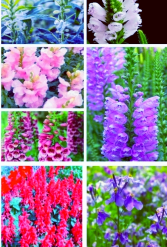 【天涯】記憶中的節(jié)節(jié)高花（散文）