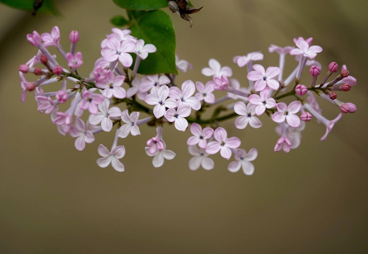 【時(shí)光】丁香花依舊（小說(shuō)）