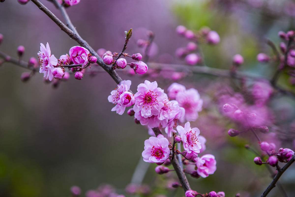 【八一】梅花物語(yǔ)（外一首·家園）