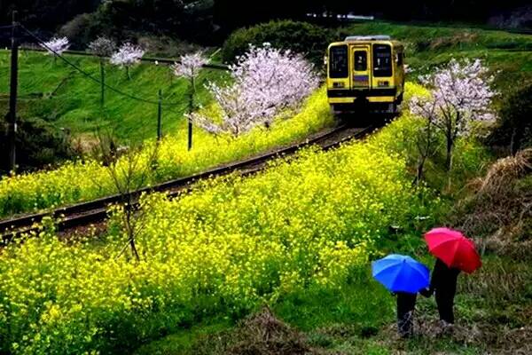 【八一】桃花朵朵開（散文·家園）