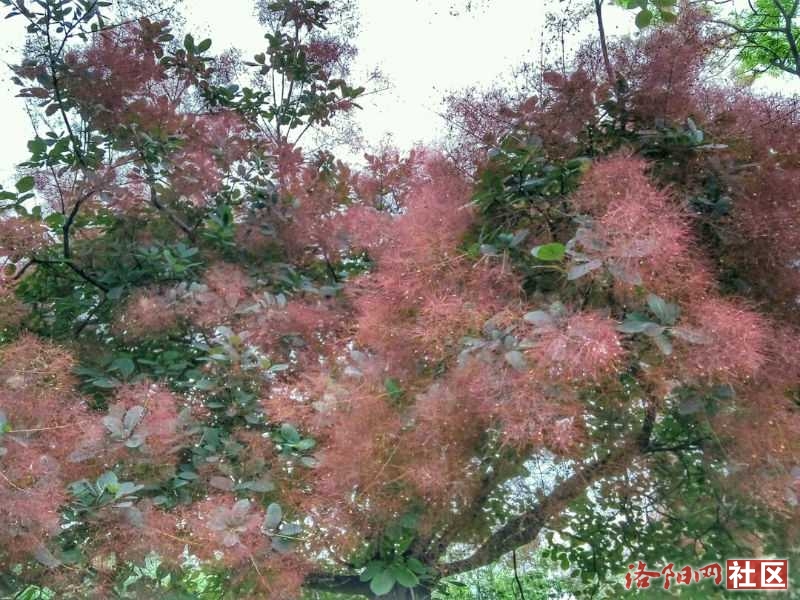 【丁香·丁香花開(kāi)】 無(wú)名花樹(shù)（散文）