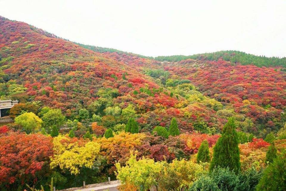 【八一】尋找南山那片鮮紅（散文）